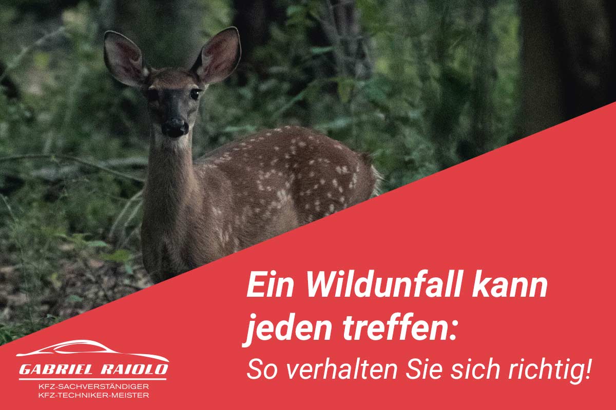 Wildunfall mit einem Reh
